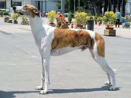 犬を家族に迎える前に